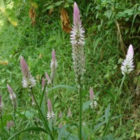 Celosia argentea L.